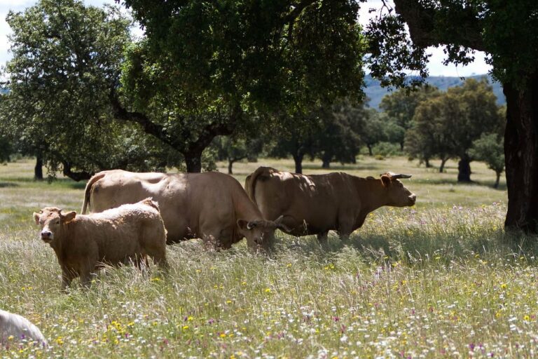 Finca Agroterrenos 3