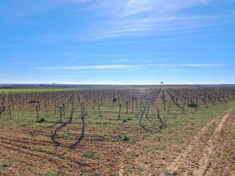 Finca agrícola en venta en Toledo