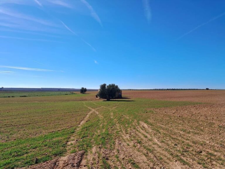 Finca agrícola en venta en Toledo