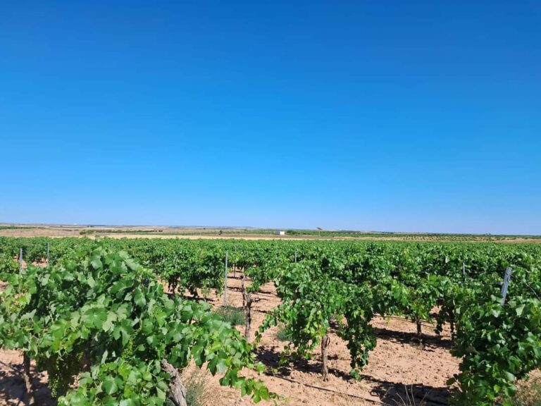 Finca agrícola en venta en Toledo