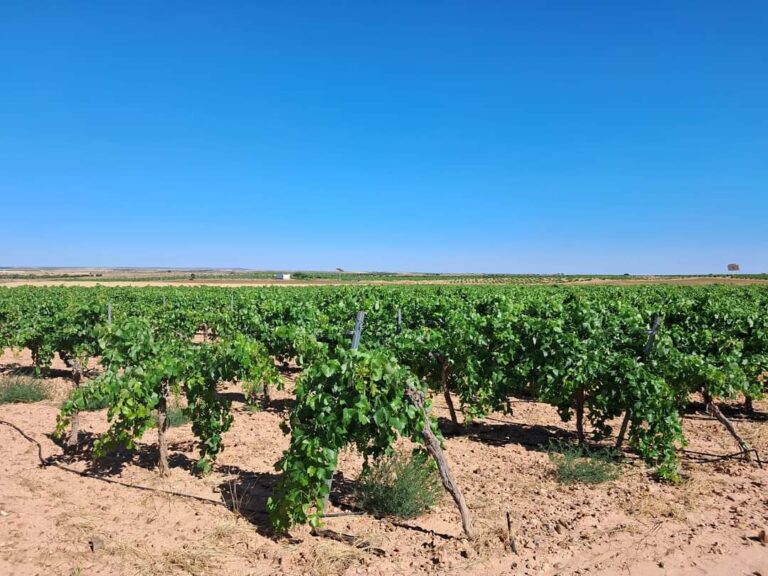 Finca agrícola en venta en Toledo