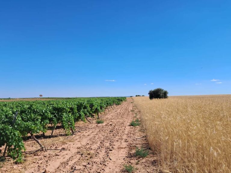 Finca agrícola en venta en Toledo