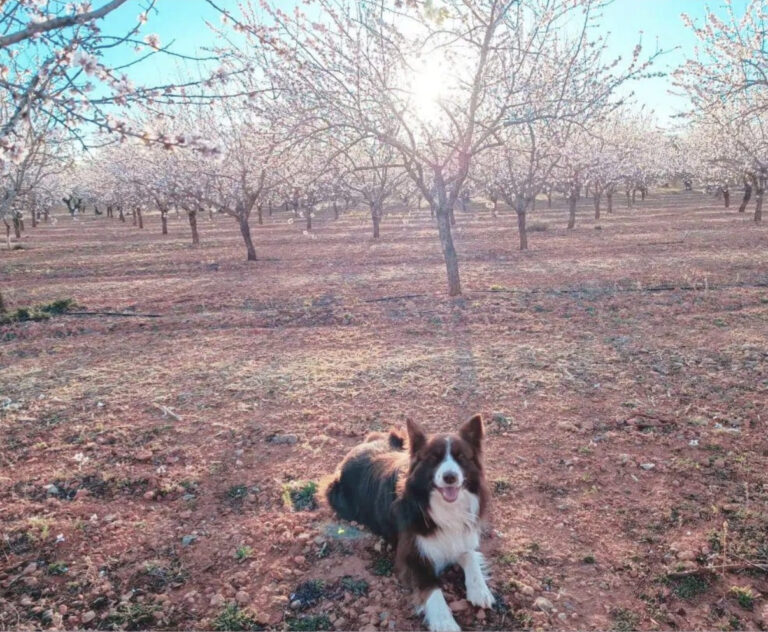 Finca agrícola de regadío en Castellón